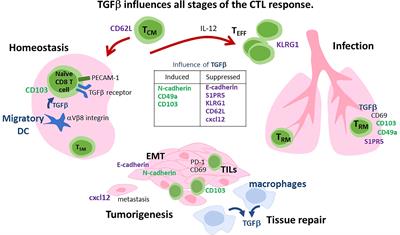 The diverse effects of transforming growth factor-β and SMAD signaling pathways during the CTL response